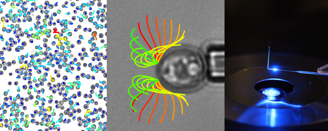 Adhesion of Ciliated Microorganisms to Surfaces